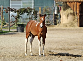 Paint Horse, Semental, 1 año, 153 cm, Pío