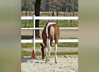Paint Horse, Semental, 1 año, 153 cm, Pío