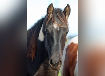 Paint Horse, Semental, 1 año, 153 cm, Tobiano-todas las-capas