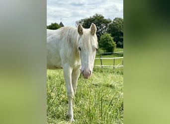 Paint Horse, Semental, 1 año, 153 cm, Tovero-todas las-capas