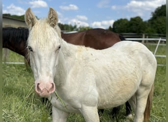 Paint Horse, Semental, 1 año, 153 cm, Tovero-todas las-capas
