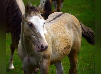 Paint Horse, Semental, 1 año, 154 cm, Champán