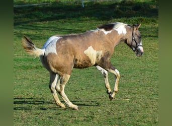 Paint Horse, Semental, 1 año, 154 cm, Grullo