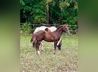 Paint Horse, Semental, 1 año, 155 cm, Alazán-tostado
