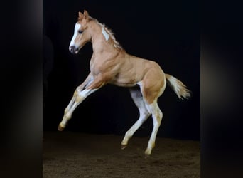 Paint Horse, Semental, 1 año, 155 cm, Pío