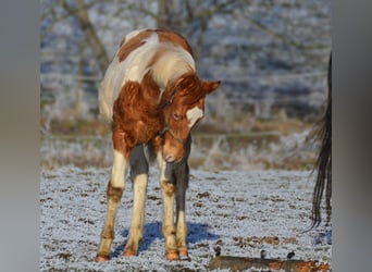 Paint Horse, Semental, 1 año, 155 cm, Tobiano-todas las-capas