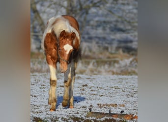 Paint Horse, Semental, 1 año, 155 cm, Tobiano-todas las-capas