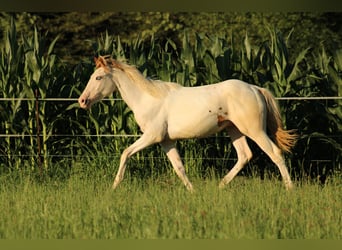 Paint Horse Mestizo, Semental, 1 año, 155 cm, Tovero-todas las-capas