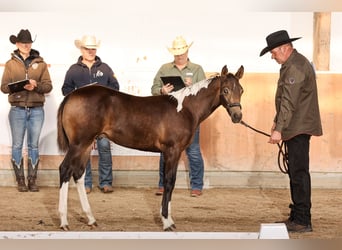 Paint Horse, Semental, 1 año, 158 cm, Buckskin/Bayo
