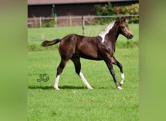 Paint Horse, Semental, 1 año, 158 cm, Buckskin/Bayo
