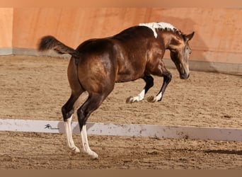 Paint Horse, Semental, 1 año, 158 cm, Buckskin/Bayo