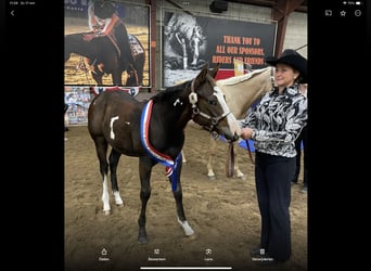 Paint Horse, Semental, 1 año, 160 cm, Overo-todas las-capas