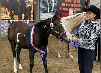 Paint Horse, Semental, 1 año, 160 cm, Overo-todas las-capas