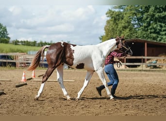 Paint Horse, Semental, 1 año, 163 cm, Tovero-todas las-capas