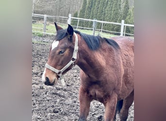 Paint Horse, Semental, 1 año, Castaño