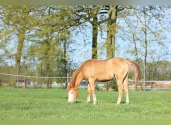 Paint Horse, Semental, 1 año, Champán