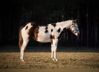 Paint Horse, Semental, 1 año, Overo-todas las-capas