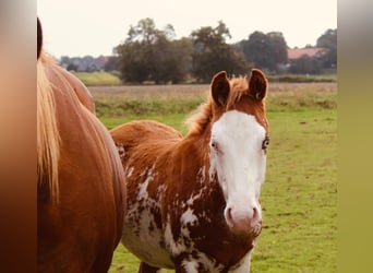 Paint Horse, Semental, 1 año, Overo-todas las-capas