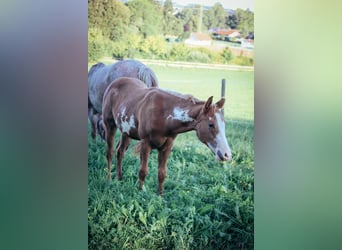 Paint Horse, Semental, 1 año, Tobiano-todas las-capas