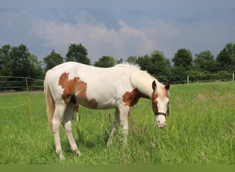 Paint Horse, Semental, 1 año