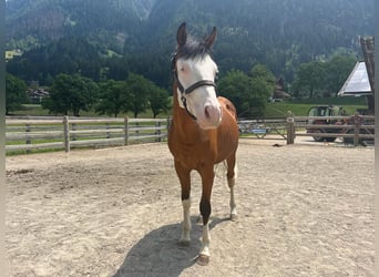 Paint Horse, Semental, 2 años, 145 cm