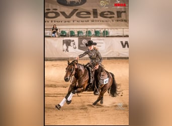 Paint Horse, Semental, 2 años, 147 cm, Castaño
