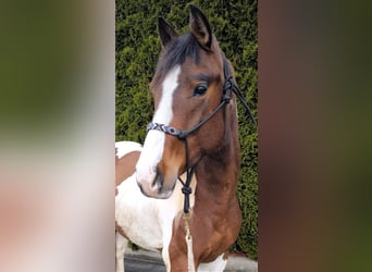 Paint Horse, Semental, 2 años, 148 cm, Pío