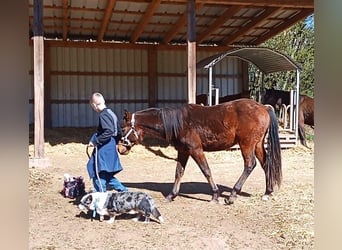 Paint Horse, Semental, 2 años, 150 cm, Castaño