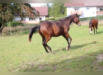 Paint Horse, Semental, 2 años, 152 cm, Castaño