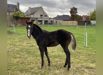 Paint Horse, Semental, 2 años, 152 cm, Morcillo
