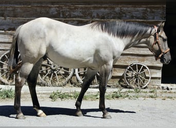 Paint Horse, Semental, 2 años, 153 cm, Grullo