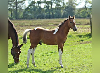 Paint Horse, Semental, 2 años, 153 cm, Pío