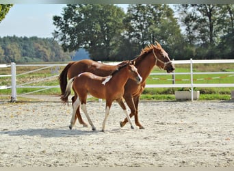 Paint Horse, Semental, 2 años, 153 cm, Pío