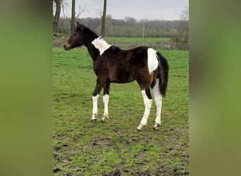 Paint Horse, Semental, 2 años, 155 cm, Tobiano-todas las-capas