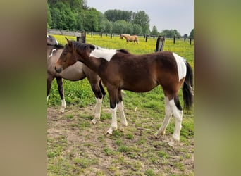 Paint Horse, Semental, 2 años, 155 cm, Tobiano-todas las-capas