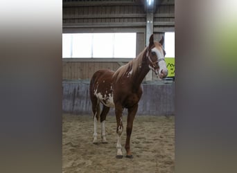 Paint Horse, Semental, 2 años, 158 cm, Overo-todas las-capas