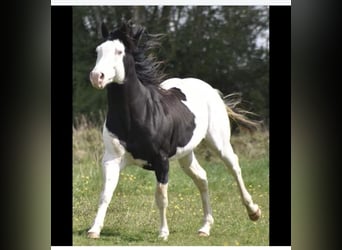 Paint Horse, Semental, 2 años, 160 cm, Bayo