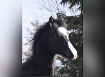 Paint Horse, Semental, 2 años, 160 cm, Bayo
