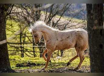 Paint Horse, Semental, 2 años, 160 cm, Palomino