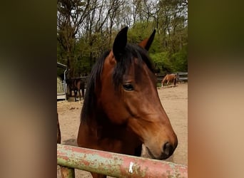 Paint Horse, Semental, 2 años, Castaño