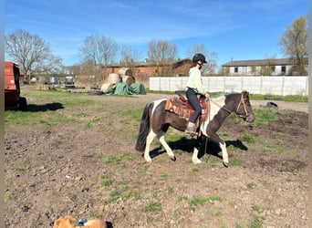 Paint Horse Mestizo, Semental, 3 años, 140 cm, Pío