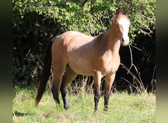 Paint Horse, Semental, 3 años, 146 cm, Castaño-ruano