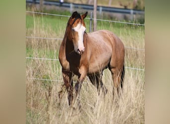 Paint Horse, Semental, 3 años, 146 cm, Castaño-ruano