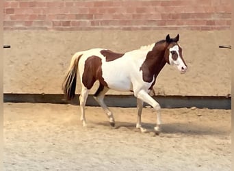 Paint Horse, Semental, 3 años, 152 cm, Pío