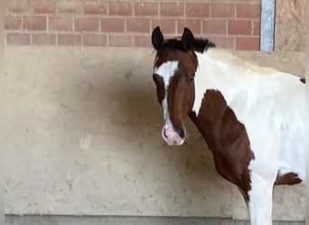 Paint Horse, Semental, 3 años, 152 cm, Pío