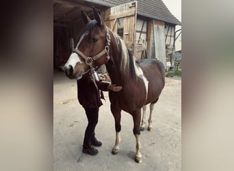 Paint Horse, Semental, 4 años, 150 cm, Tobiano-todas las-capas