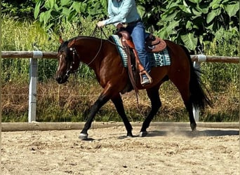 Paint Horse, Semental, 5 años, 152 cm, Castaño