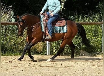 Paint Horse, Semental, 5 años, 152 cm, Castaño