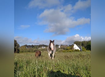 Paint Horse, Semental, 7 años, Overo-todas las-capas