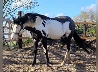 Paint Horse, Semental, 4 años, 155 cm, Overo-todas las-capas